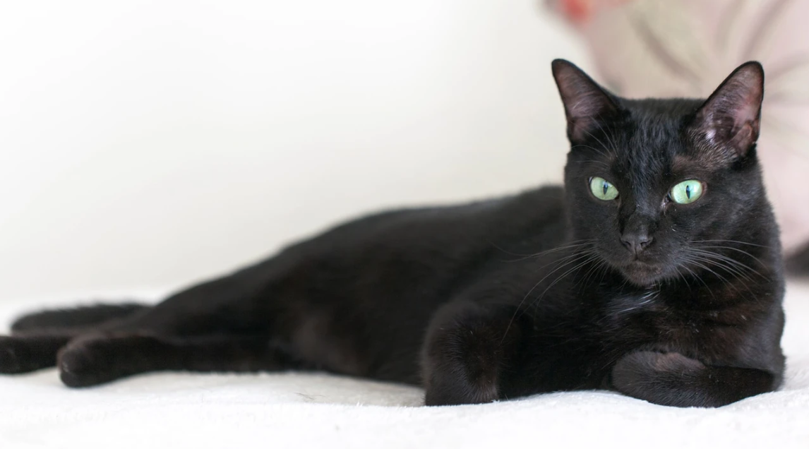 Kara Kedi Sahiplenmek Yasak! İşte Nedeni