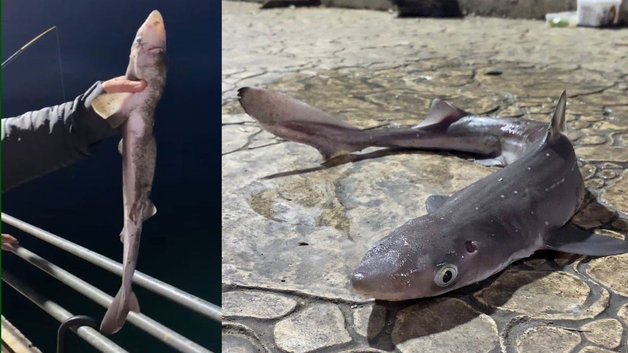 Karadeniz'de balıkçılara yine köpekbalığı sürprizi