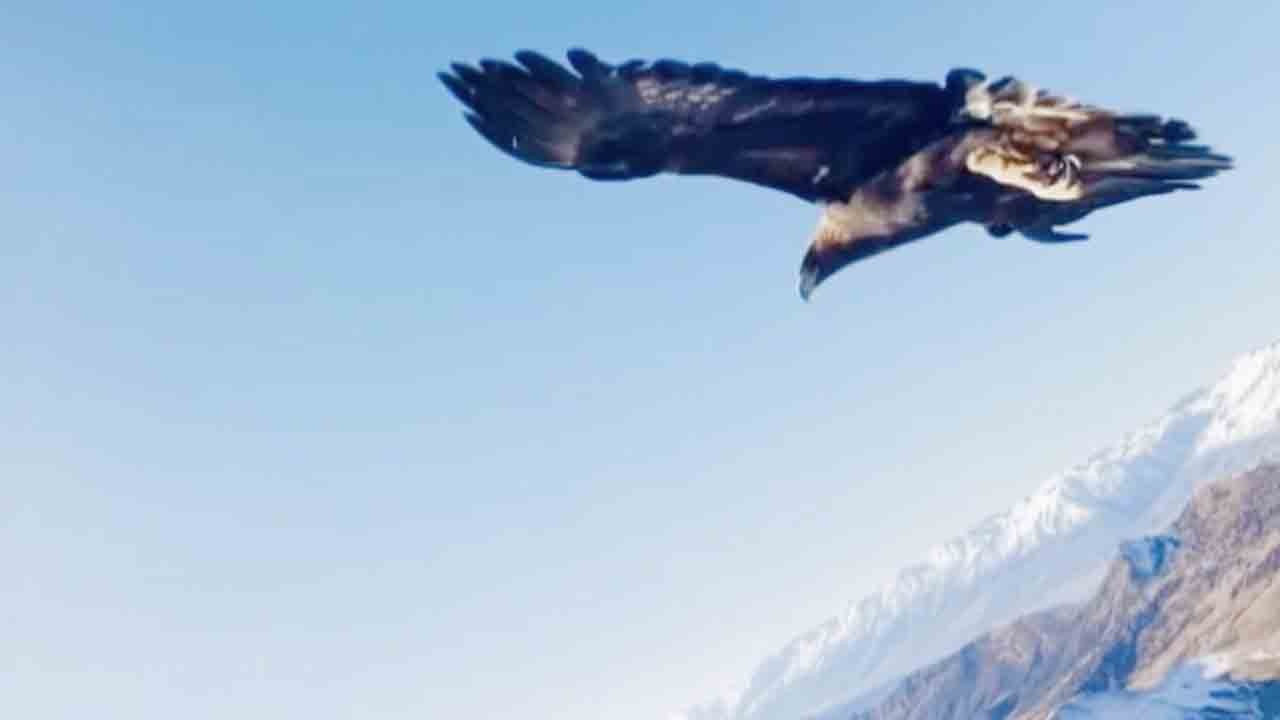 Kartaldan hava korsanlığı: Dronu kapıp 3 bin metrelik zirveye bıraktı