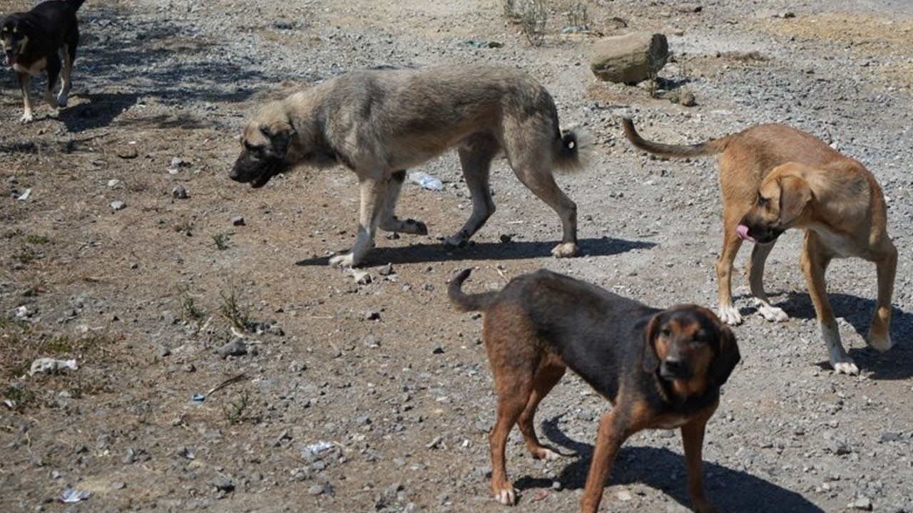 Kazaların görünmeyen nedeni! ‘Başıboş köpek’ sorunu can alıyor