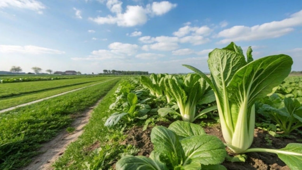 Komşu çiftçilerin tarlalarında tonlarca ürün kaldı, o 40-50 kamyonla sevkiyat yapıyor! Alışılmadık sebze pazarda yok satıyor