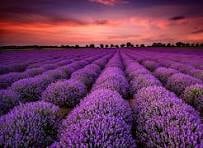 Lavanta tarlaları nerede? Ziyaret için en uygun zaman ne?