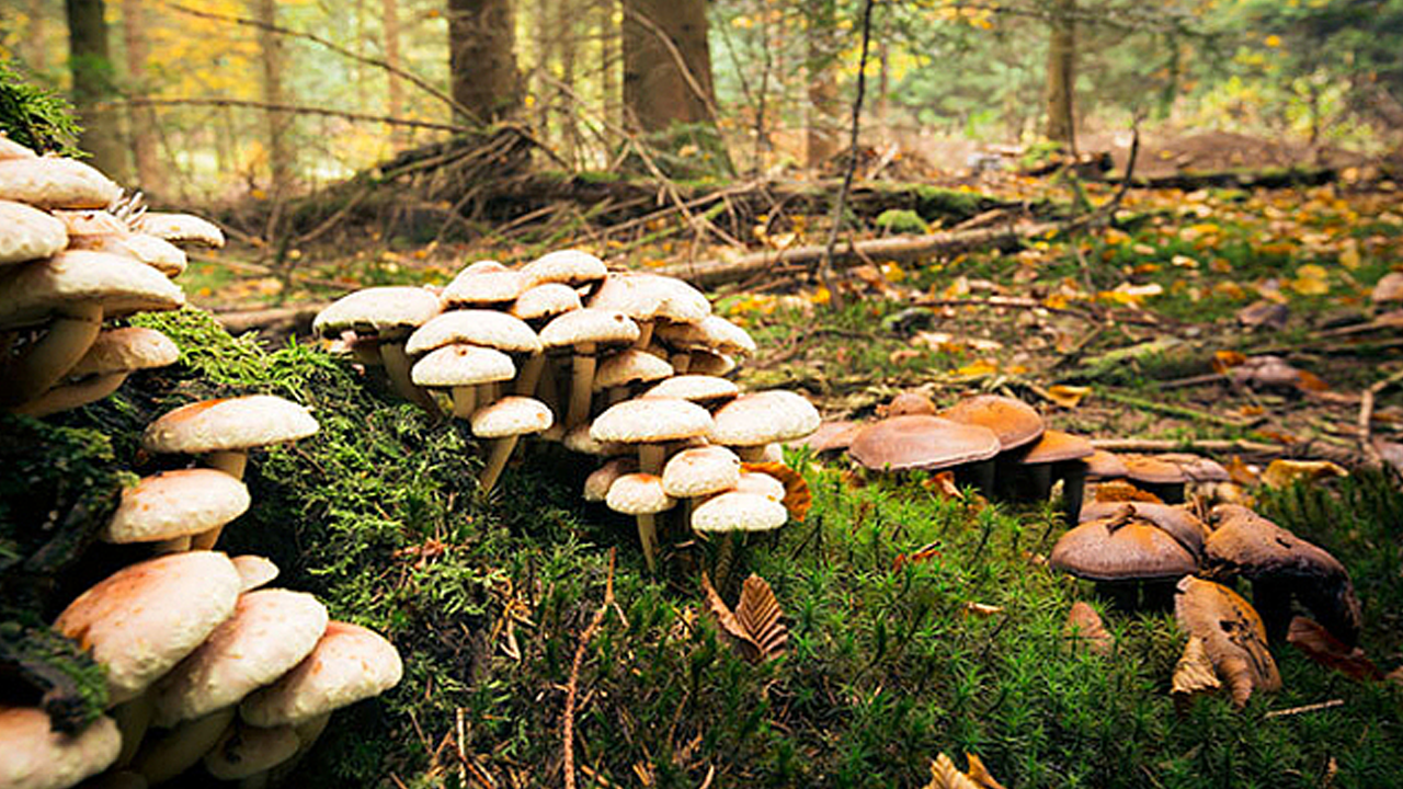 Mantar toplamak için gittiği ormanlık alanda kaybolan kişi aranıyor