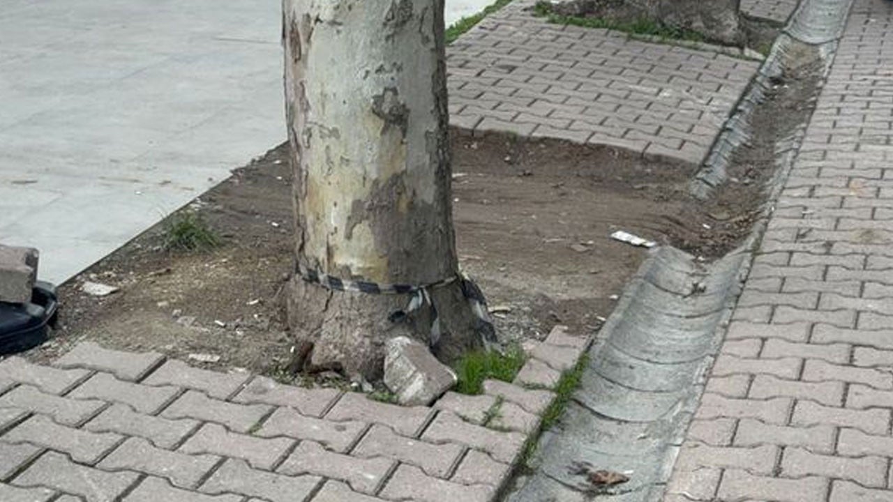 Market temizlikçisi şaşkına döndü! Ağaç dibindeki paketten bakın ne çıktı