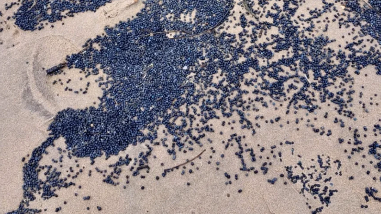 Milyarlarca 'boncuk' kıyıya vurdu! Bunlar neyin nesi?