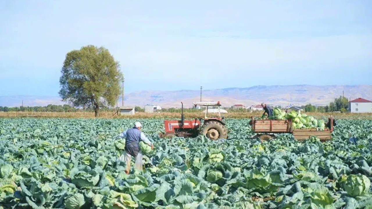 Muş Ovası’nda 150 milyon liralık heyecan