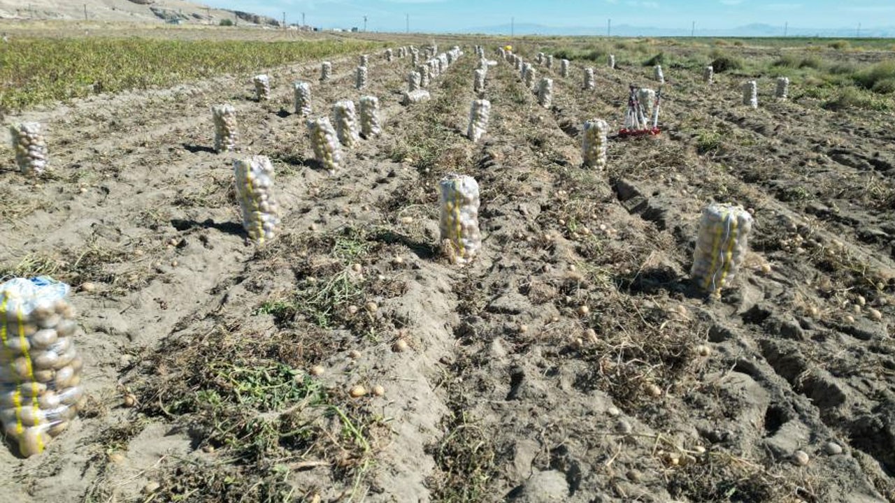 O ilimizde patates hasadı başladı