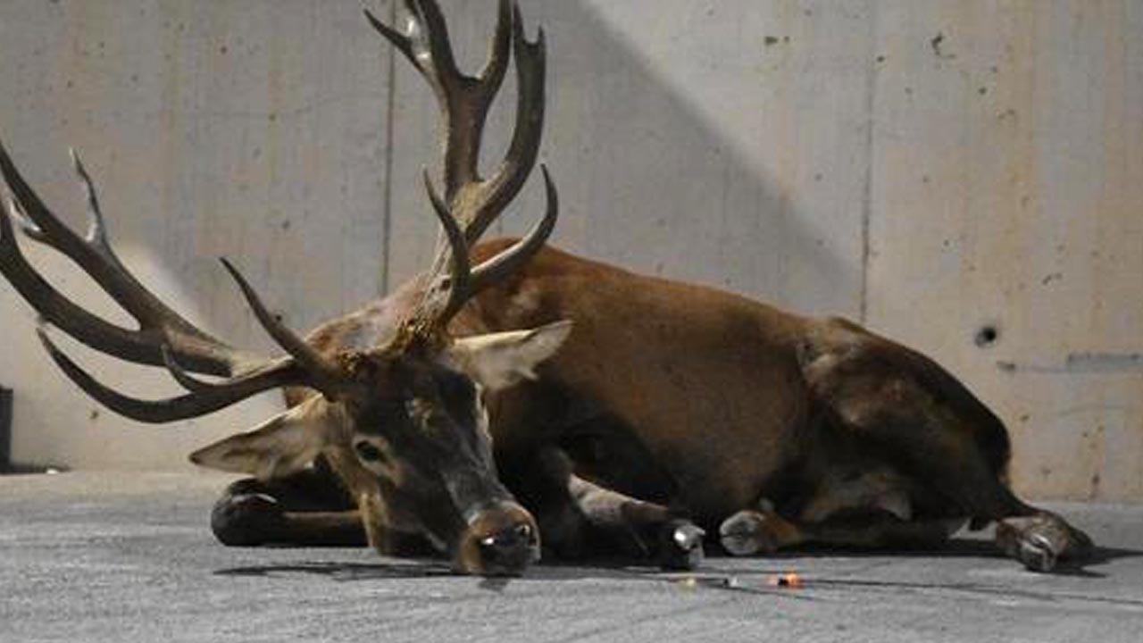 Ohio’da geyik dehşeti: Evinde beslediği hayvan tarafından öldürüldü
