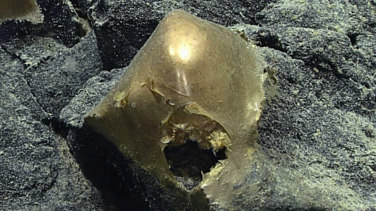 Okyanusun dibinde altın rengi gizemli cisim!