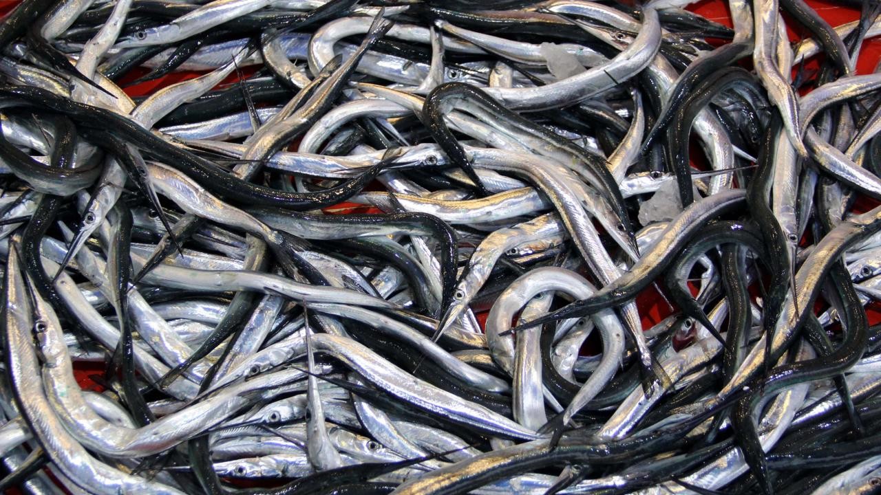 Resmi Gazete'de yayımlandı! 7 balık türü daha tescillendi