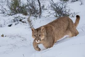 Rocky Dağları'nda korkunç son: Yürüyüşçü kadın puma kurbanı oldu!