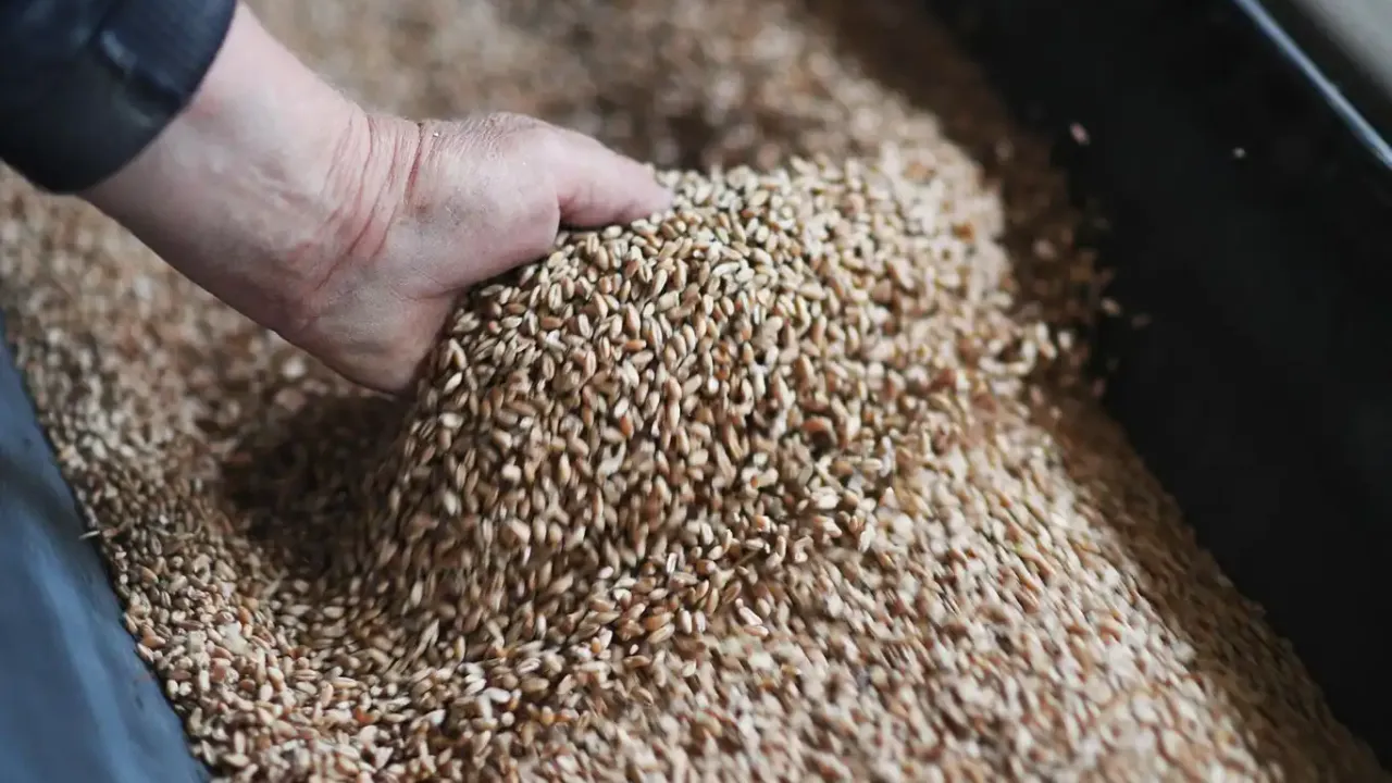 Rus buğdayı, Ermenistan'a gönderildi