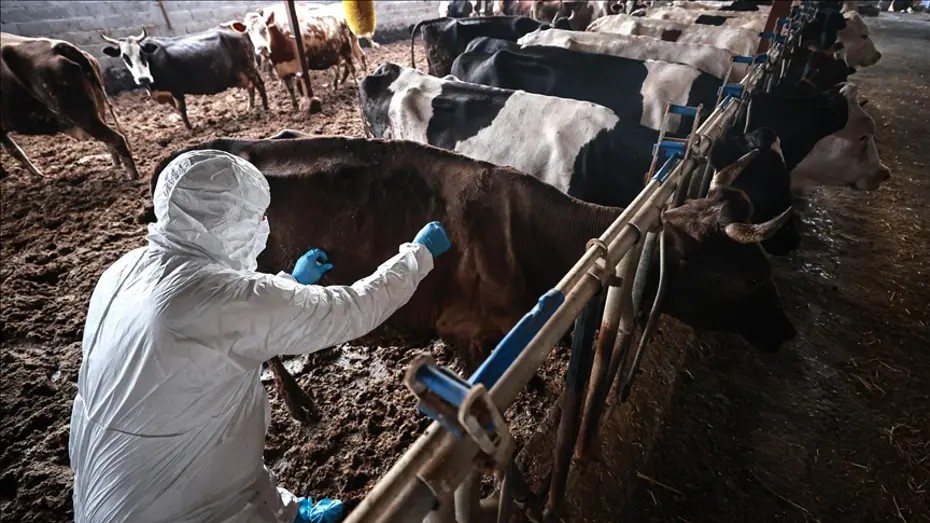 Sakarya'da şap alarmı: 37 mahalle karantinaya alındı!