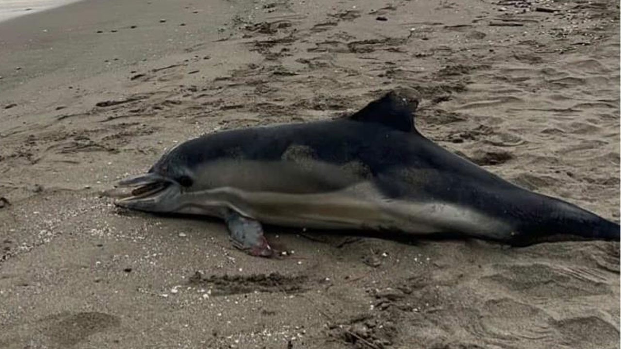 Samsun sahilinde üzücü görüntü! Ölü yunus sahile vurdu