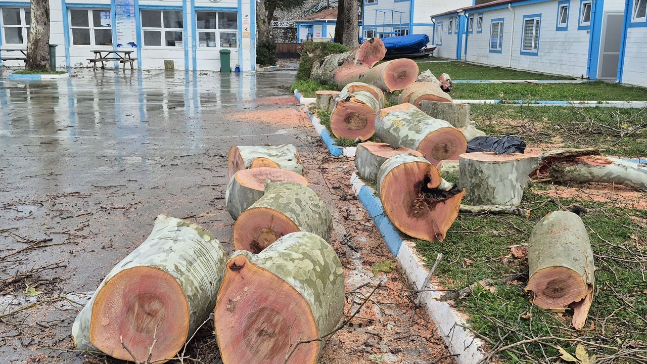 Şiddetli rüzgar yıktı geçti! 90 yıllık çınar devrildi