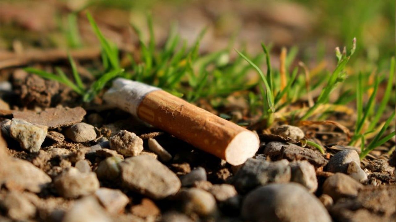 Sigara izmaritleri su, toprak ve canlılara zarar veriyor. Önce içeni sonra toprağı öldürüyor