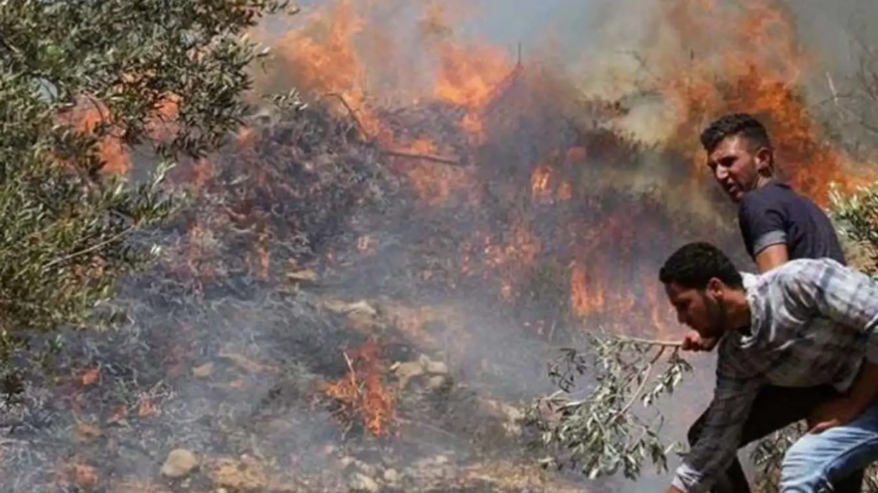 Siyonistler onlarca zeytin ağacını yaktı!