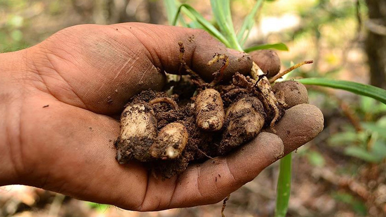Soğuk havaların vazgeçilmezi! Kastamonu’nun dağlarında toplanıyor tam bir şifa deposu