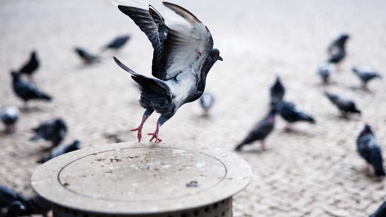 Sonunda bu da oldu! Güvercinlerin beynine çip yerleştirdiler işte sonuç
