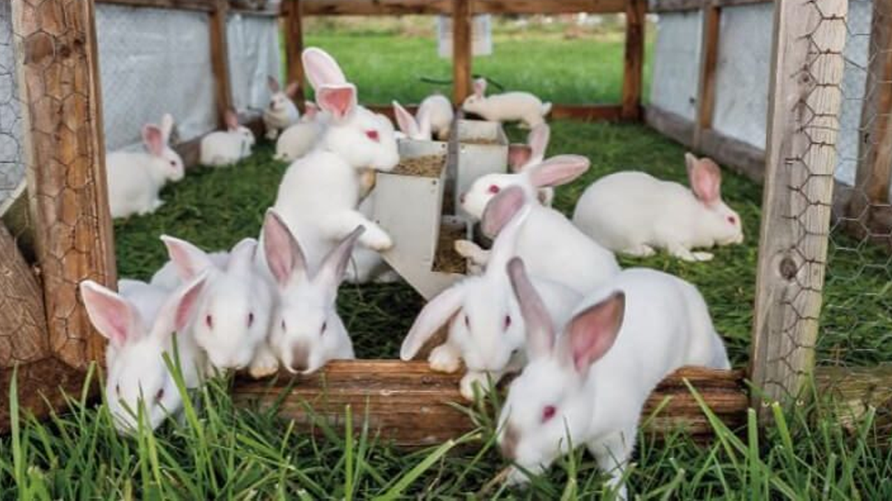 Tavşan çiftliği açtı, şimdi paraya para demiyor!