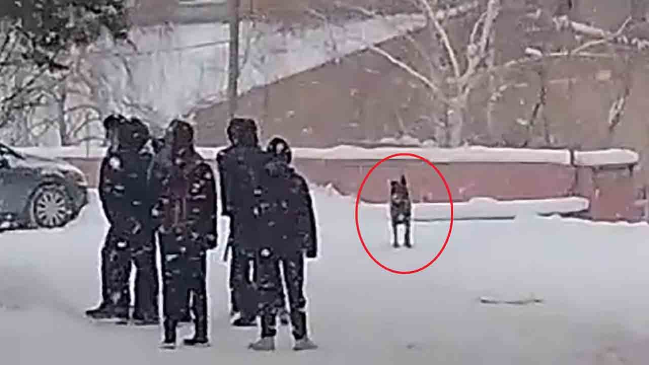 Üç öğrenci yaralandı: Kurt köpeği okulda dehşet saçtı