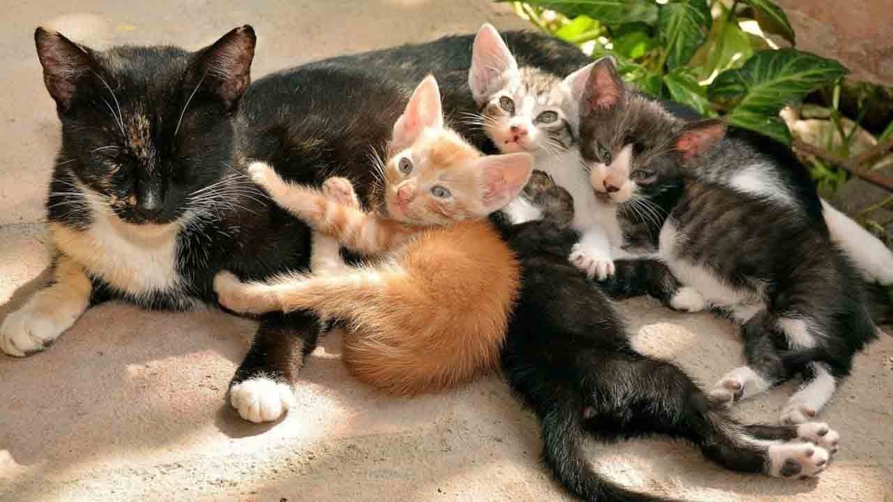 Uzmanlar uyarıyor: Sokak kedisi alarmı