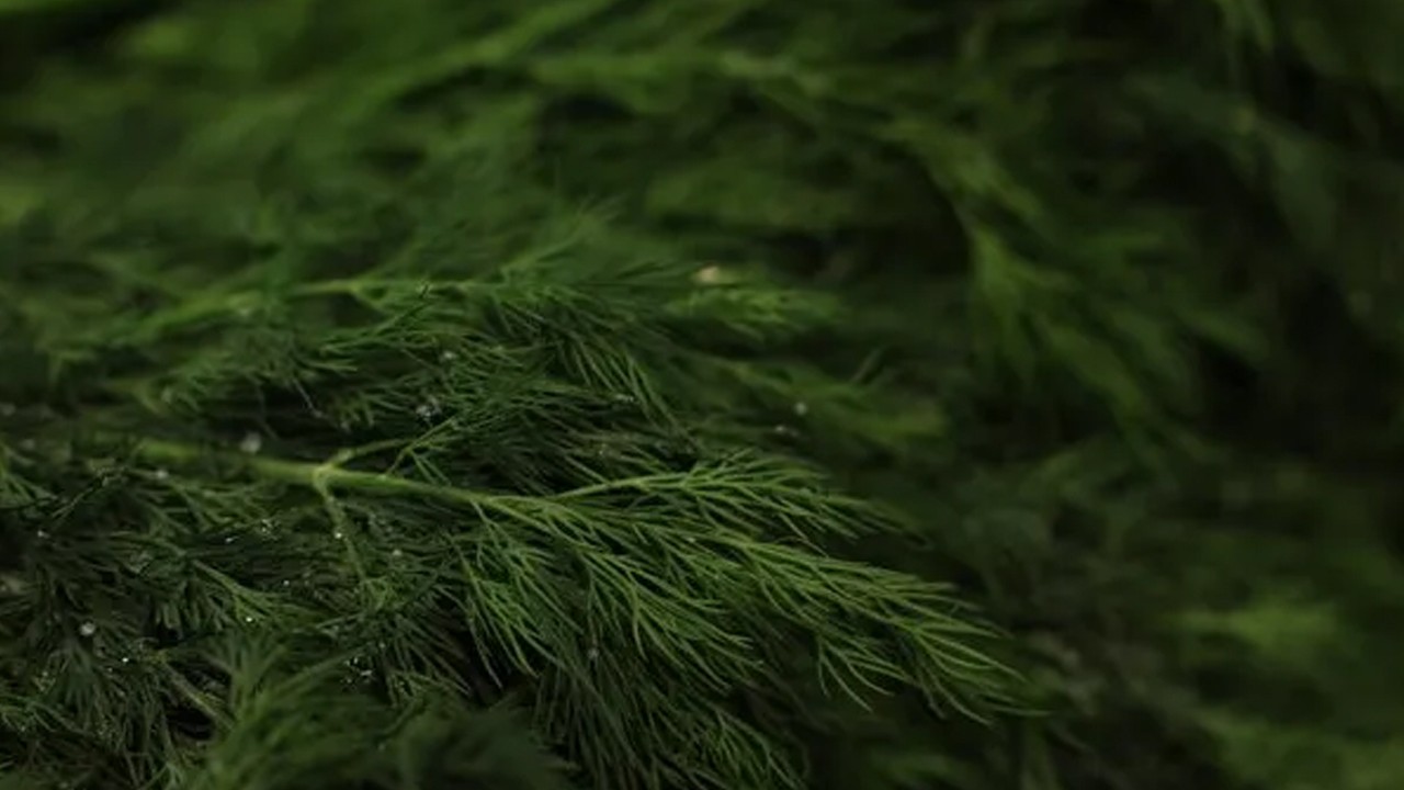 Uzun yaşamın sırrı bu yeşil bitkide gizli: Faydalarını duyan herkes peşinde! Bilimsel İpucu, görenleri şaşırttı