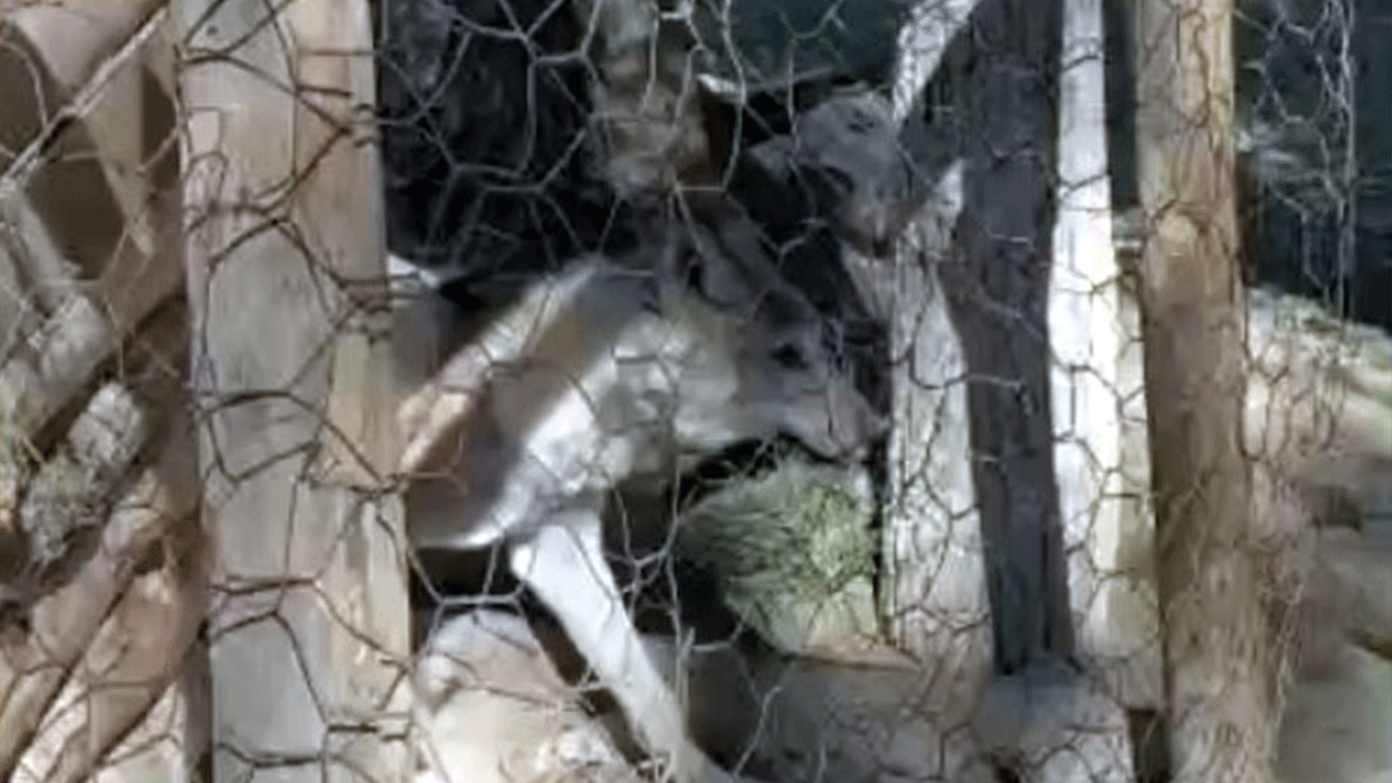 Van’da film gibi kurt operasyonu! Evin önünde kapalı alanda yakalandı