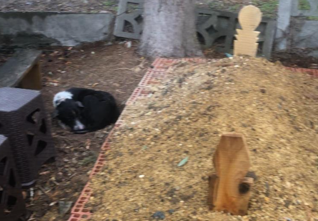 Vefalı köpek sahibinin mezarından ayrılmadı