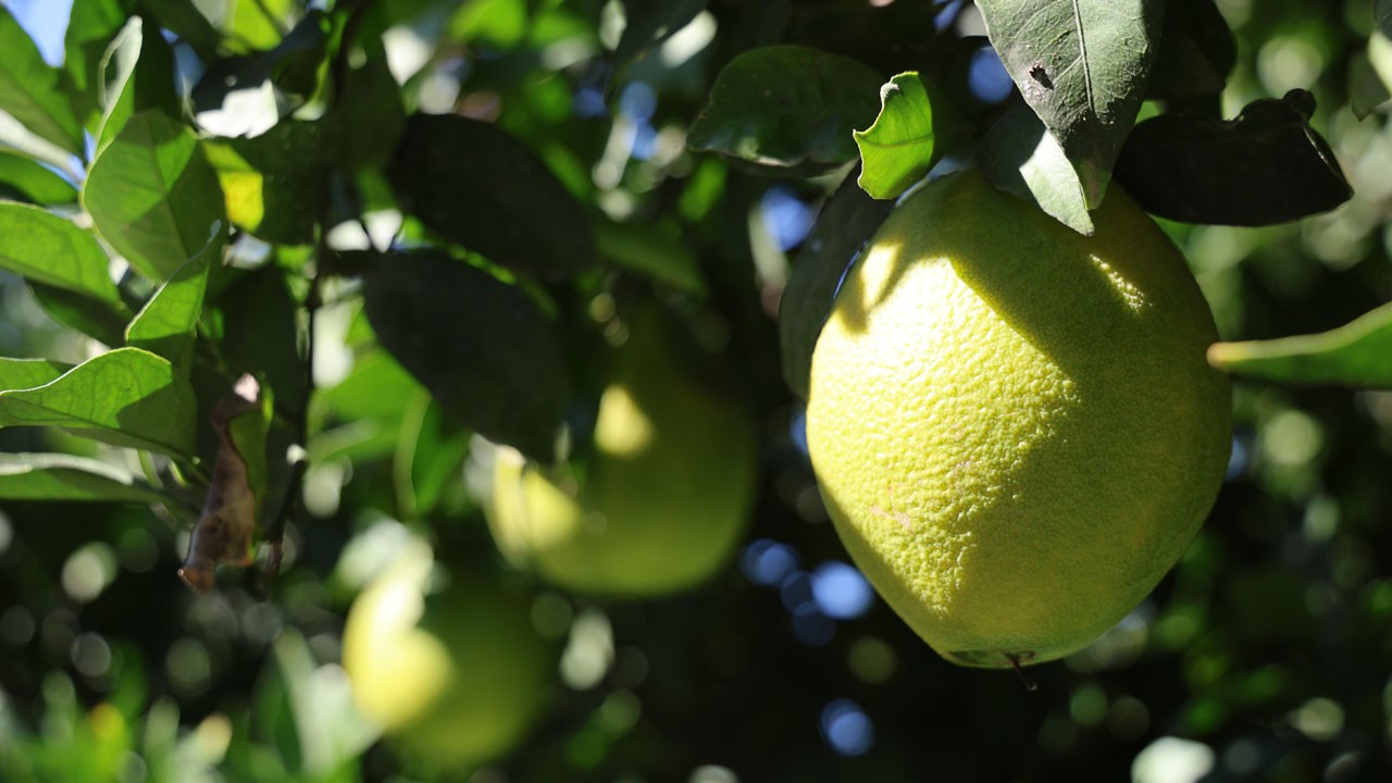 Verim yüzde 90 düştü, çiftçi zararına çalışıyor