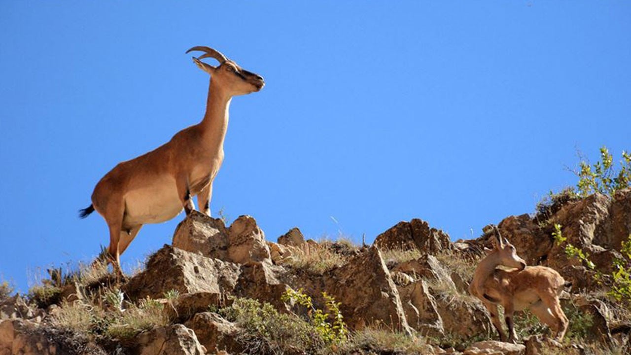 Yaban keçisini avladı! 953 bin TL ceza aldı