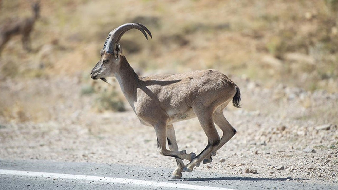 Yaban keçisini vurdu, 956 bin liralık ceza yedi