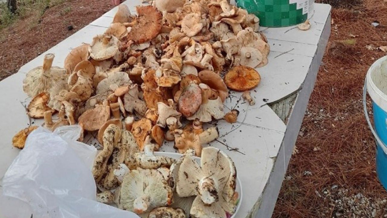 Yağmurlar bereket getirdi! Geçim kaynağı oldu