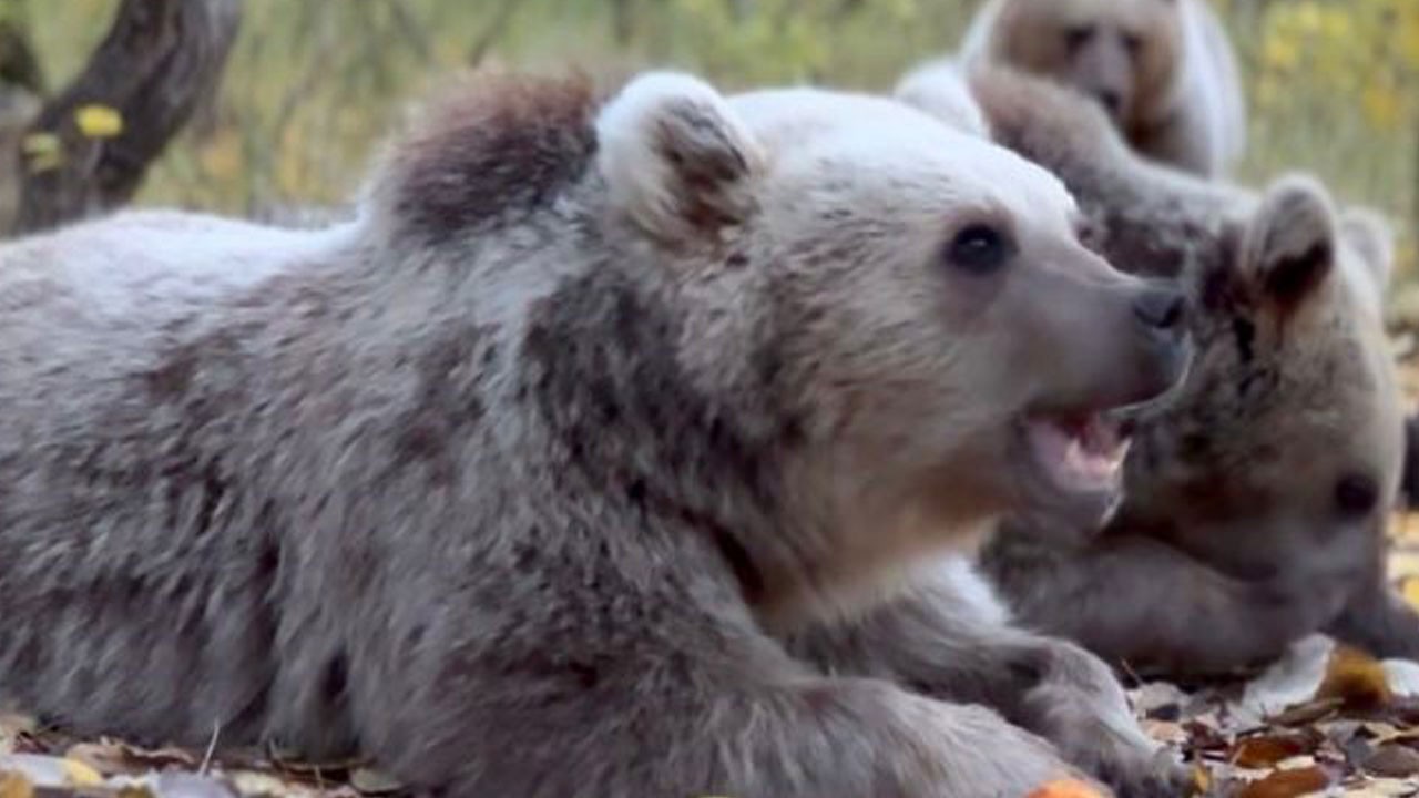 Yaşam alanları daraldı! Bu yakınlık biyogüvenlik için tehlikeli
