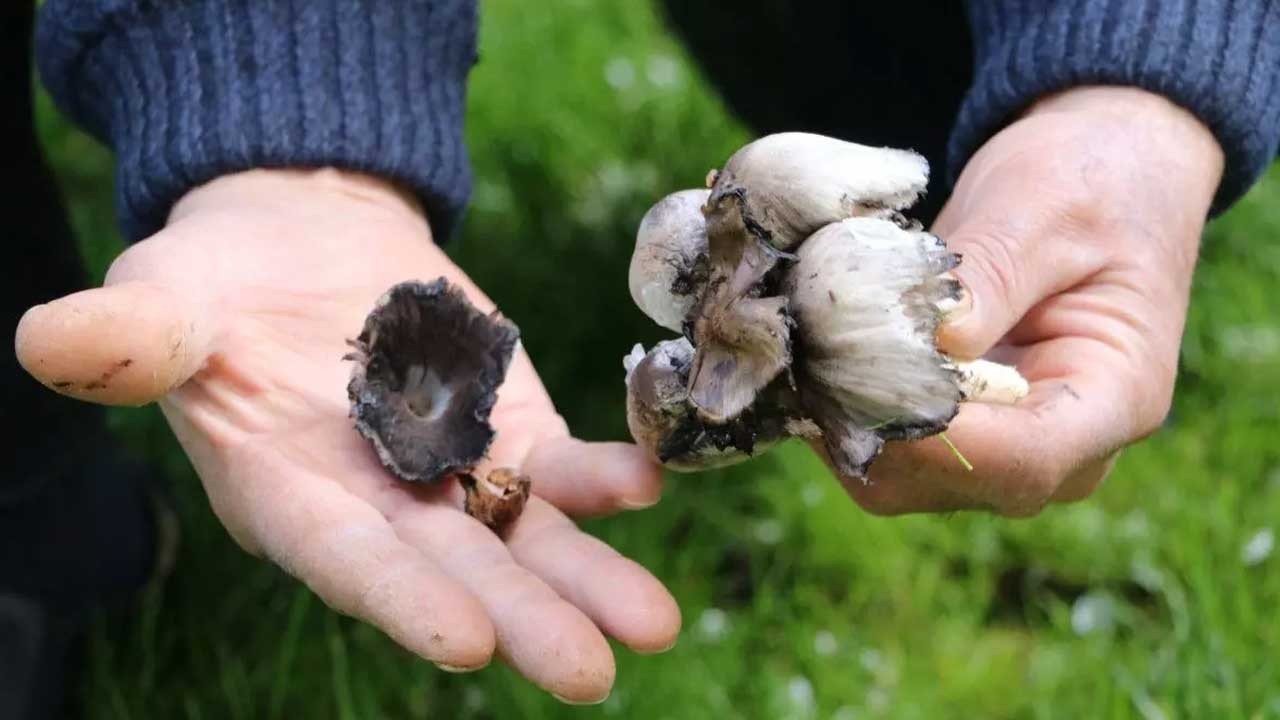 Yediği mantar hastanelik etti