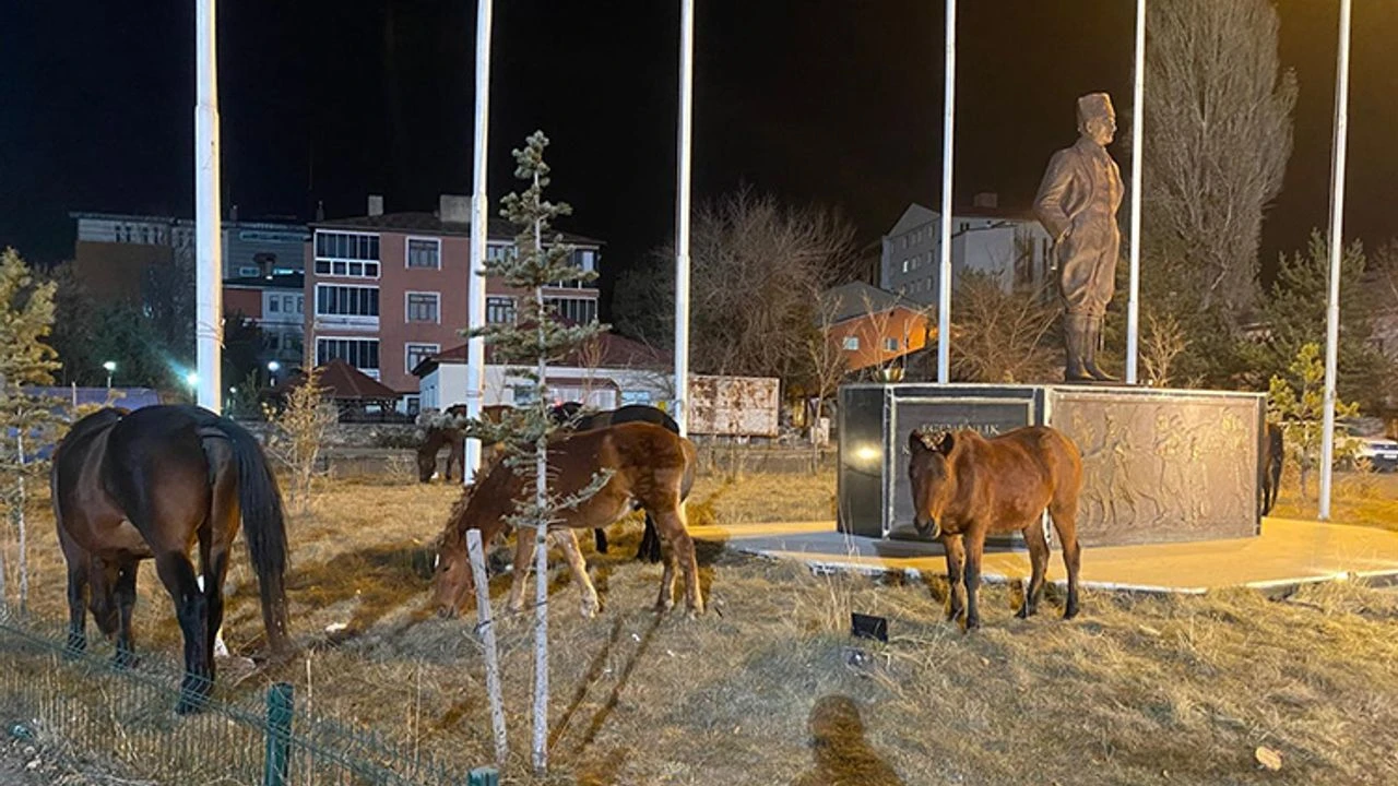 Yılkı atları yiyecek için şehre indi