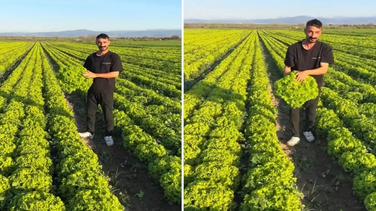 Yine bir "Ben kazanamıyorsam, kimse yemesin" haberi... Çiftçi, "2 TL’ye satarsam şerefsizim" dedi, tarlayı koyunlara açtı