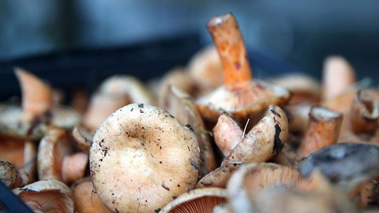 Yine mantar yine kabus! Uyarılara yine kulak verilmedi