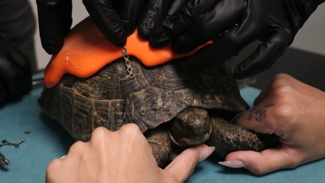 Yol kenarında ölmek üzere bulundu… Kabuğu 3 boyutlu yazıcıyla yenilendi!