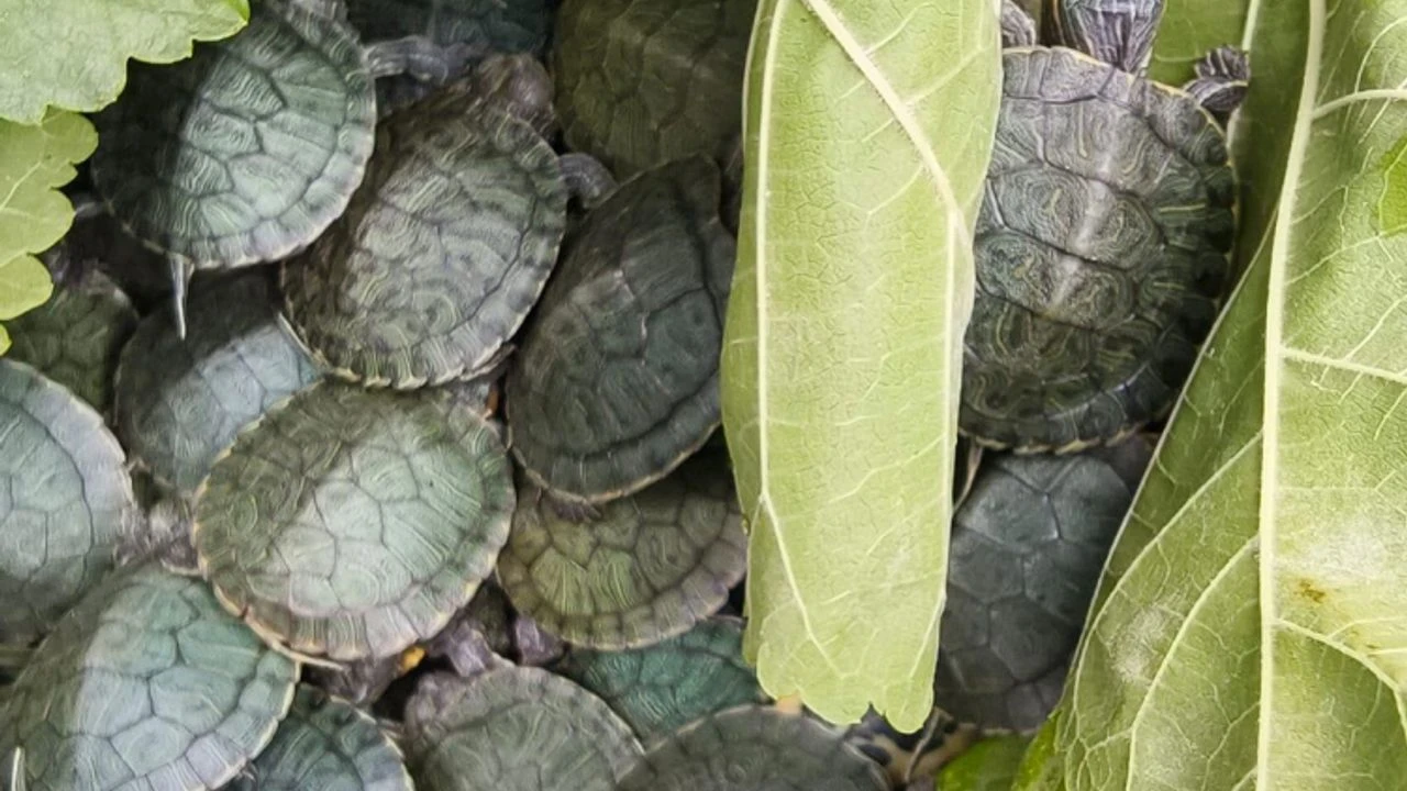 Yolcu otobüsünde yasaklanmış 500 kırmızı benekli su kaplumbağası ile yakalandı!