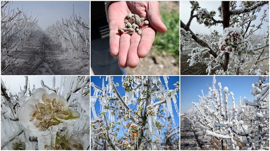 Zirai don üreticileri mağdur etmişti! 23 milyarlık hasar tazminatı ödendi
