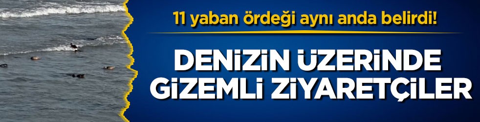 11 yaban ördeği aynı anda belirdi! Denizin üzerinde gizemli ziyaretçiler