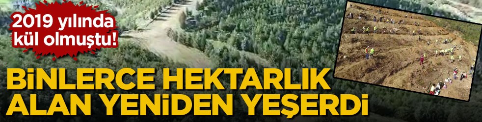2019 yılında kül olmuştu! Binlerce hektarlık alan yeniden yeşerdi