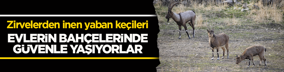 3 bin rakımlı karlı dağlardan ilçe merkezine indiler! Evlerin bahçelerinde güvenle yaşıyorlar