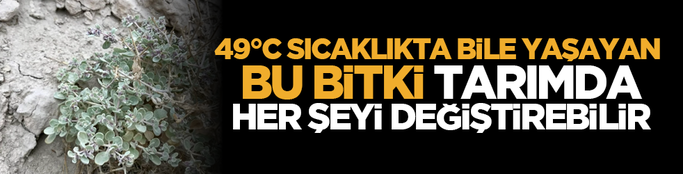 49°C sıcaklıkta bile yaşayan bu bitki tarımda her şeyi değiştirebilir