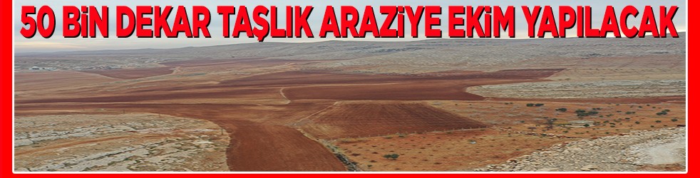 50 bin dekar taşlık araziye ekim yapılacak 