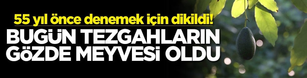 55 yıl önce denemek için dikildi! Bugün tezgahların gözde meyvesi oldu