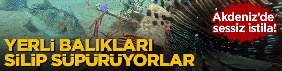 Akdeniz’de sessiz istila! Yerli balıkları silip süpürüyorlar