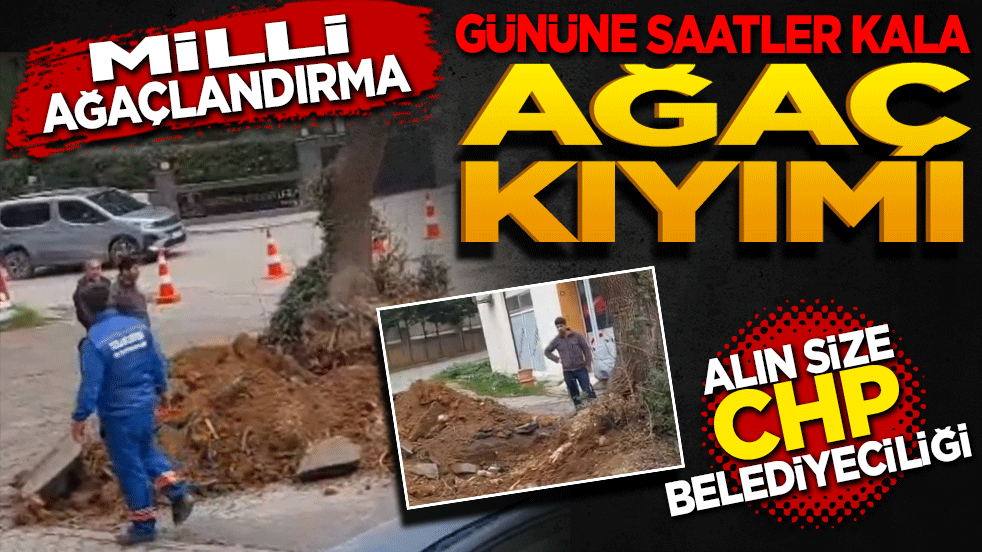 Alın size CHP Belediyeciliği! Milli ağaçlandırma gününe saatler kala ağaç kıyımı
