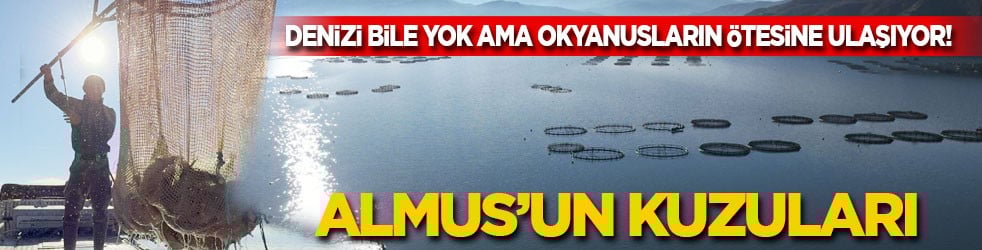 Almus'un kuzuları… Denizi bile yok ama okyanusların ötesine ulaşıyor!